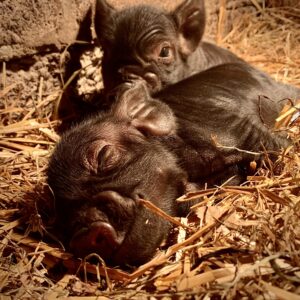 Biggen kunekune zwart
