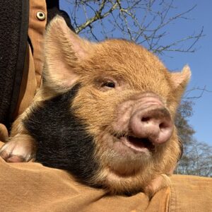 Biggetje kune kune