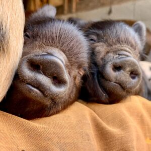 Kunekune piglets black 