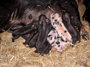 Litter kune kune piglets 