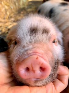Piglet black and white kunekune