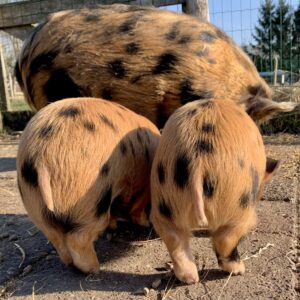 kunekune big