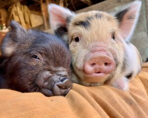 Piglets kune kune biggen
