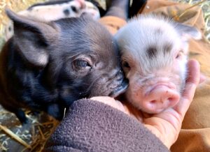 piglets kunekune 