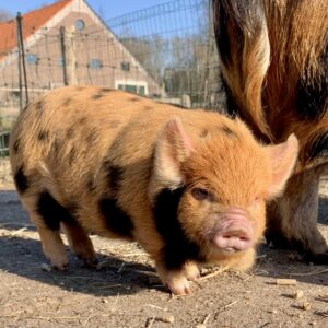 Big kune kune 