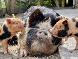 kunekune kune kune zeug biggen