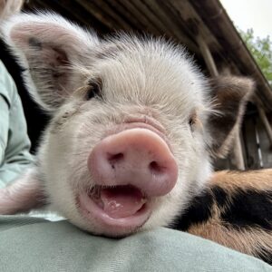Kune kune kunekune big piglet