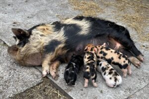 kune kune biggen